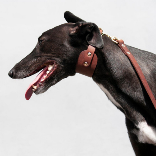 Classic hound nahkapanta konjakki
