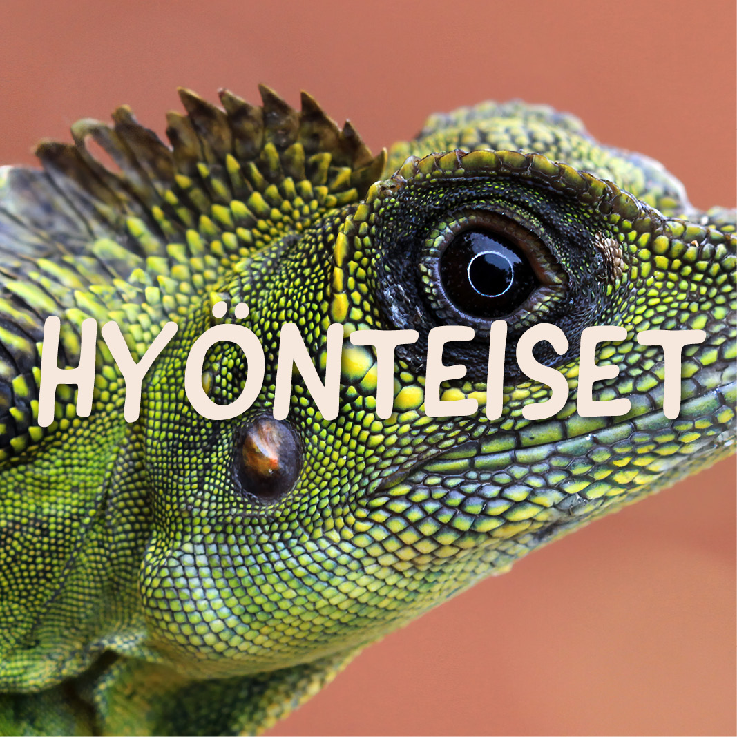 Hyönteiset