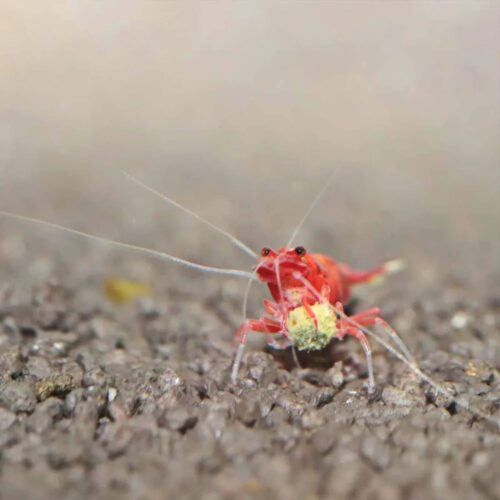 Alternative view of JBL ProNovo Shrimps